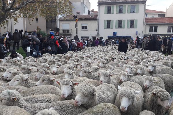 la 45°Fête des bergers à Istres rassemble des milliers de moutons