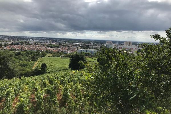 The Dijon City Tour route stops in front of the Vines of Montrecul in the south of the city.