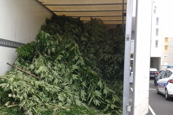 Mardi 5 septembre, à Clermont-Ferrand, les policiers ont découvert une plantation de cannabis près d'un camp de gens du voyage.