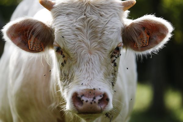 Haute Savoie Une Vache Helitreuillee Apres Avoir Passe Une Journee Dans Un Canyon