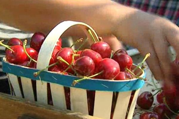 Les cerises sont fin prêtes à être cueillies à Beaucaire dans le Gard - 3 juin 2015