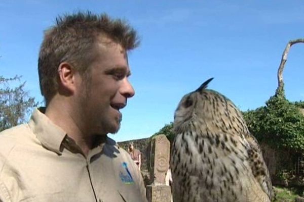 Trois spectacles par jour pour découvrir les rapaces de la Volerie des Aigles 