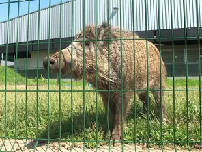 La justice a tranché, Toto ne sera pas euthanasié.