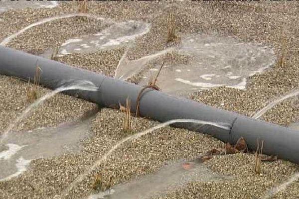 Les roseaux sont encore petits. Dès l'été prochain, ils contribueront à dégrader les matières biologiques présentes dans les eaux rejetées par l'usine.
