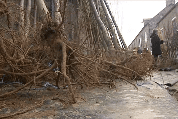 Des arbres proposés à la vente lors de la foire Sainte-Catherine de Briouze (61)