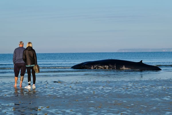 Le cétacé échoué en baie de Douarnenez