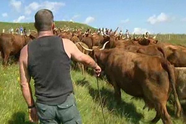 Il aura fallu deux bonnes heures aux vaches et aux randonneurs pour rallier Besse au plateau du Lac Pavin