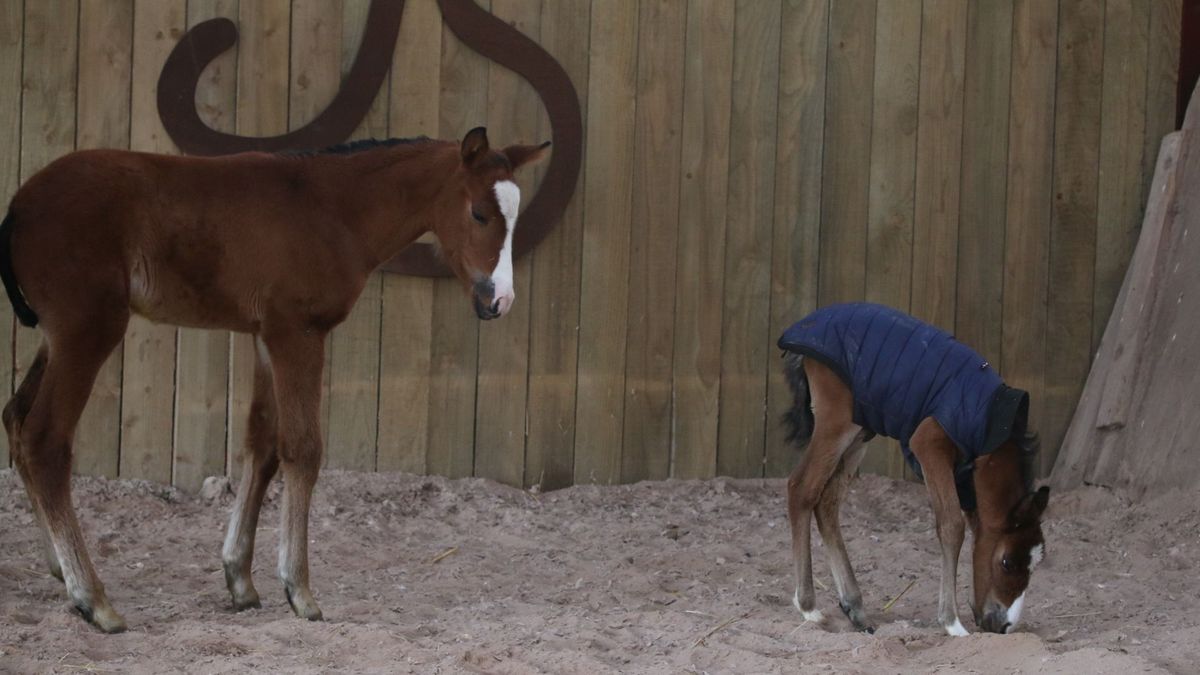 Naissance Rare A Saint Avold La Survie Miraculeuse De La Petite Jumelle Pouliche