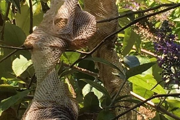 L'une des mues telle qu'elle a été retrouvée dans un arbre