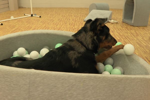 Dans la salle de jeux, les compagnons à quatre pattes peuvent se défouler avec des obstacles, une passerelle ou encore une piscine à boules.