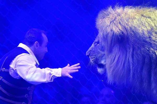  Fauves d'Emmanuel Farina lors de la Tournée 2015 des 30 ans du cirque Arlette Gruss