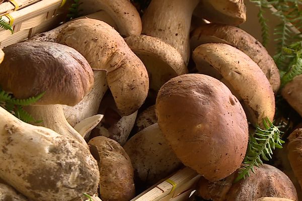 Les cèpes des Vosges sont arrivés chez Laguilhon en Béarn, l'entreprises cuisine en bocaux plusieurs centaines de kilos par jour.