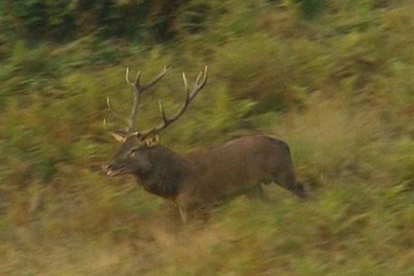 Ce comptage doit permettre de mieux connaître la population des cervidés dans le massif sud-creusois.