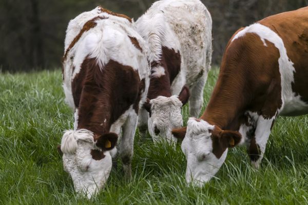 Plus de 200 bovins vont être abattus en Haute-Savoie après qu'une vache du cheptel a été infectée par la brucellose. (Illustration)