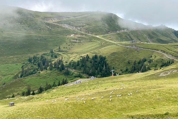 Depuis le début de l'été, les attaques se sont multipliées sur la commune d'Ustou en Ariège. Le protocole "ours à problème" a été enclenché par la Préfecture.