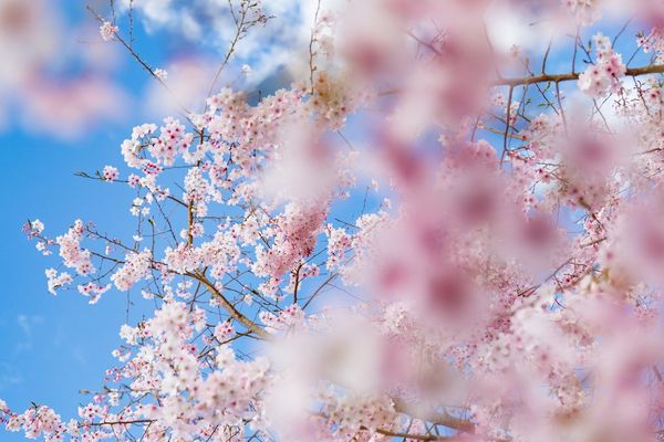 Un début de printemps bien frisquet!