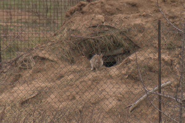 Lapin dans une garenne bâtie par la fédération des chasse de l'Aude.