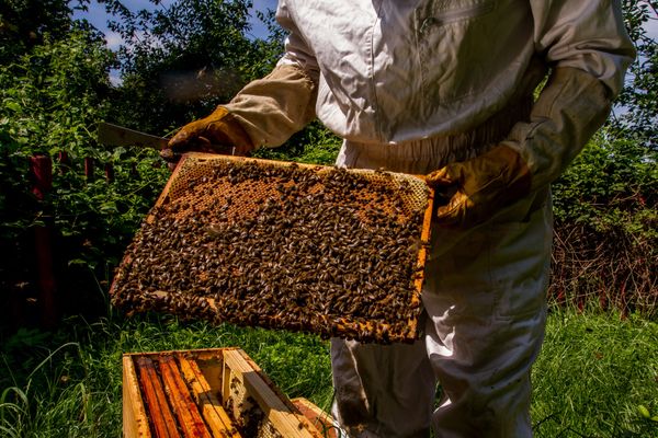 Un pôle apicole pour former à l'apiculture et mieux entourer les professionnels.