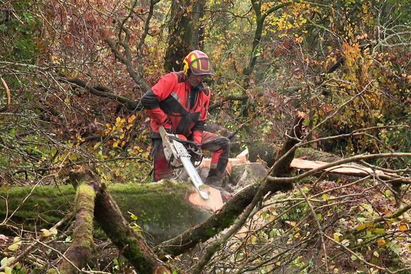 Dans les forêts de la presqu'île de Crozon, les bûcherons sont à l'oeuvre et prêtent main-forte à l'ONF