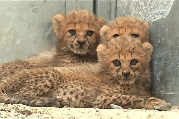 Ces trois petits guépards sont en instance d'adoption au Zoo du Lunaret à Montpellier - août 2018