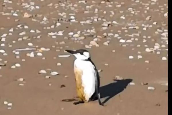 Un pingouin (un guillemot de troil) sur la plage de Cabourg, dimanche 3 février 2019