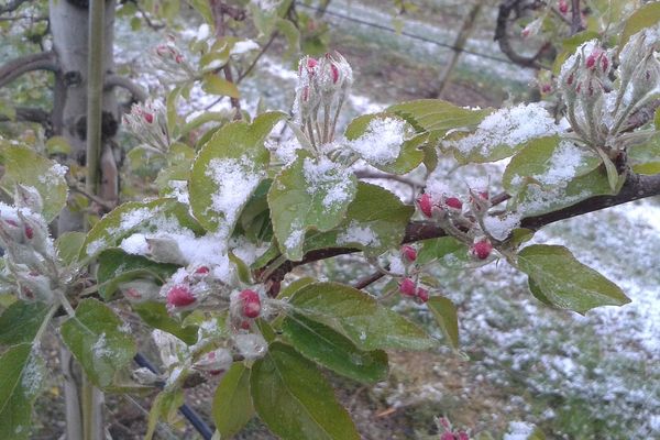 Des giboulées de neige ont frappé le Verger de l'Arly, le 6 avril dernier.