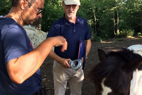 Ici, c'est l'identification des poneys d'un centre équestre qui est contrôlée. 