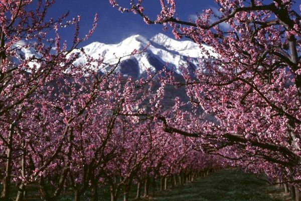 Contraste saisissant entre les arbres fruitiers en fleurs et le Canigou enneigé Mars 1999