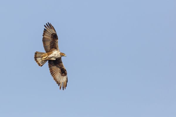 L'aigle de Bonelli est l'une des espèces emblématiques d'oiseaux que l'on trouve sur le tracé de la future ligne à très haute tension (THT) entre le Gard et Fos-sur-Mer.