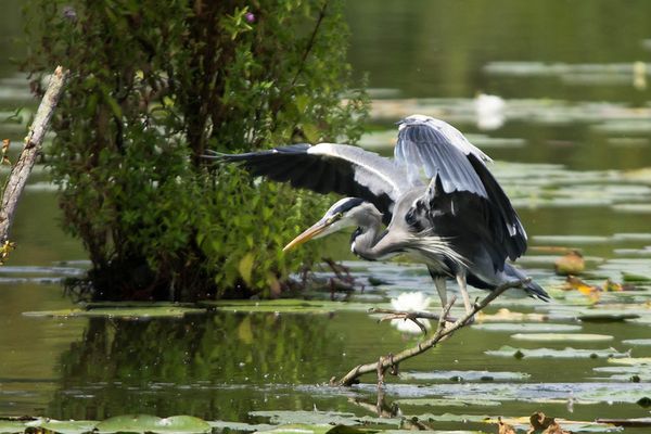 Heron Cendré au romelaere