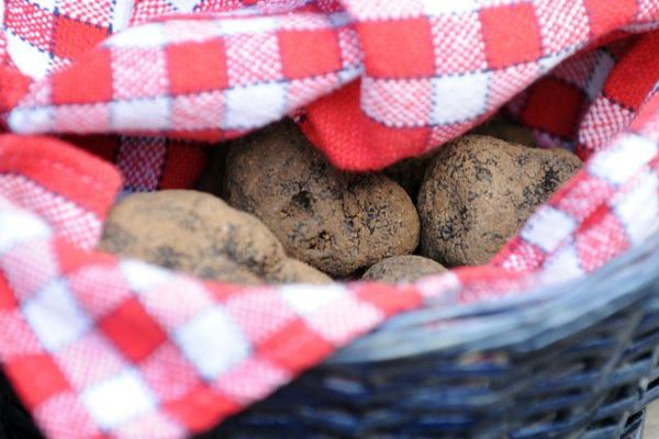 Lalbenque, traditionnel marché de la truffe, qui lance la saison d'hiver du précieux champignon.