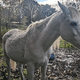 Un des nombreux chevaux dont le collectif a constaté le mauvais état sur la propriété.