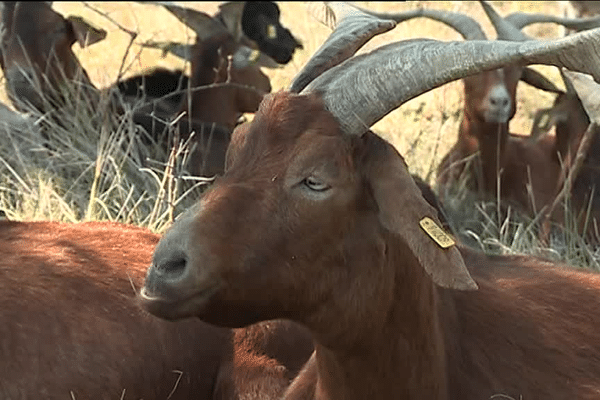 La chèvre rustique: une espèce qui s'adapte parfaitement à la garrigue ardèchoise