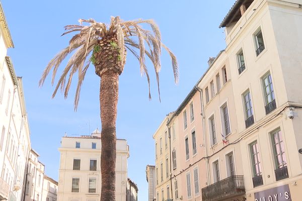 Le palmier de Nîmes a succombé au charançon.