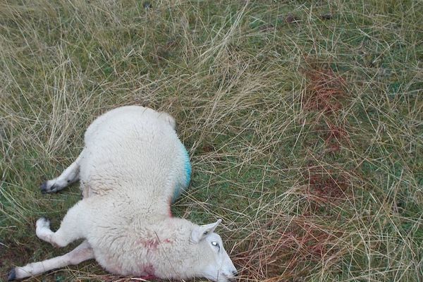 Mouton égorgé à Watigny dans l'Aisne