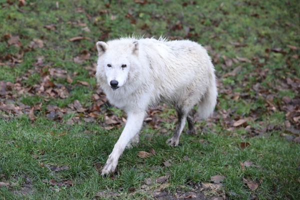 Un loup au zoo de Thoiry (Yvelines).