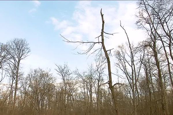 Dans certaines forêts alsaciennes, tous les frênes sont malades.