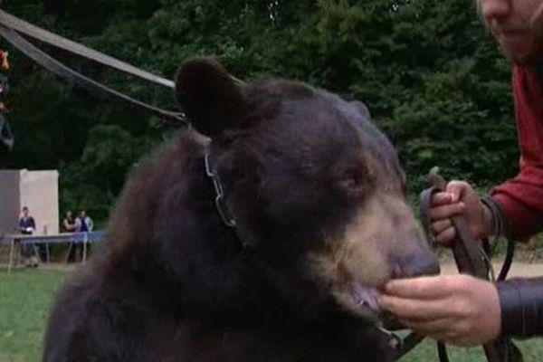 Un ours exhibé lors du spectacle médiéval de Pierrefonds dimanche 16 août 2015.