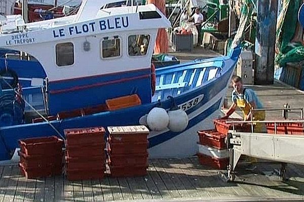 Les premières coquilles Saint-Jacques arrivent dans les ports de Dieppe et du Tréport.