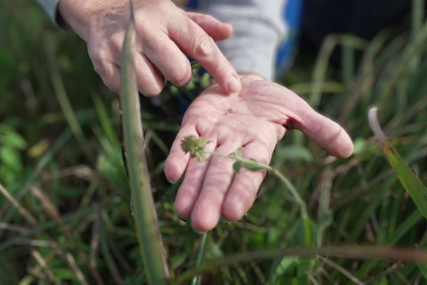 Aurélia Lachaud, botaniste, récolte les graines de plantes sauvages