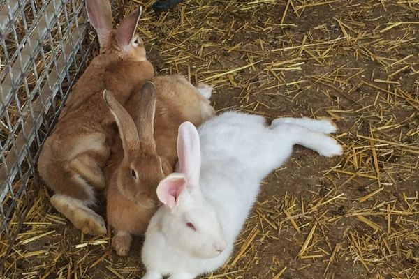 Une centaine de lapins a déjà été tuée