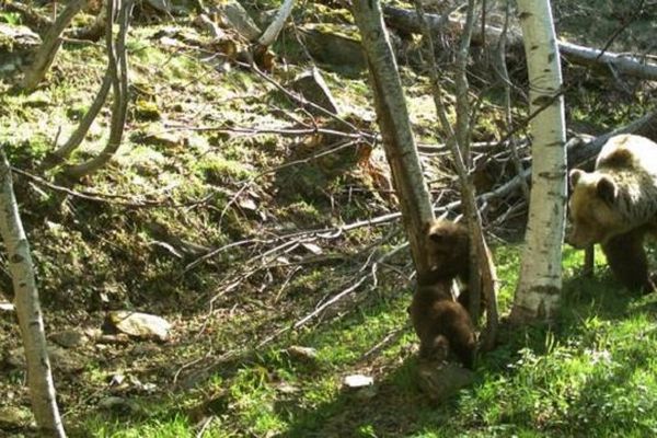 La première portée d'oursons détectée en 2015 dans les Pyrénées (deux des trois oursons sont visibles) 