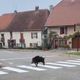 Bien élevé ce sanglier qui traverse sur les passages piétons dans une commune de Haute-Saône.