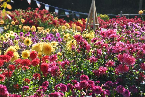 Festival du Dahlia tous les ans au Lycée de Coutances (50).