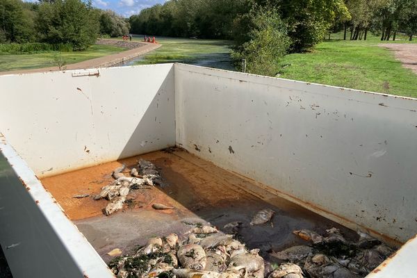 Les sapeurs-pompiers sont intervenus toute la journée pour nettoyer le Thouet de ses centaines de poissons morts.