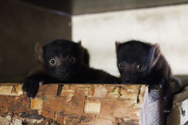 Les deux bébés varis roux sont nés le 25 avril dernier, un évènement rare pour une des espèces de primate les plus menacées au monde.