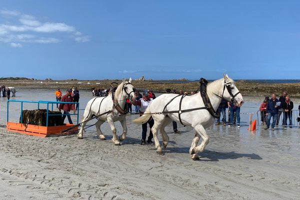 Chevaux de trait à Cléder, dans le Finistère, pour la compétition de traction de goémon de la Route du trait