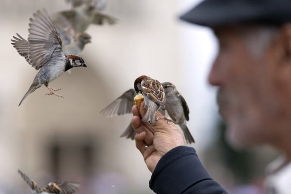 Selon la Ligue de protection des oiseaux (LPO) d'Île-de-France, trois moineaux sur quatre ont disparu des rues parisiennes.