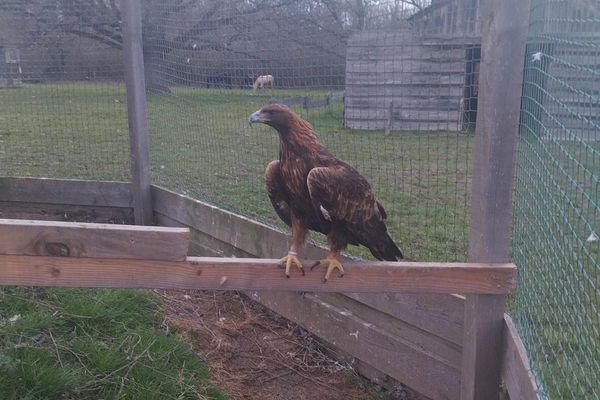 Samy, l'aigle royal du refuge Hippogriffe, est en cavale depuis le jeudi 7 mars.