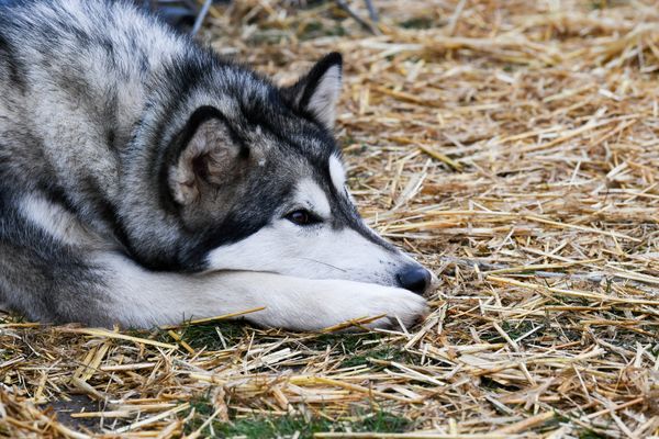 Un chien de race husky.